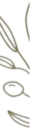 S2 Image 1